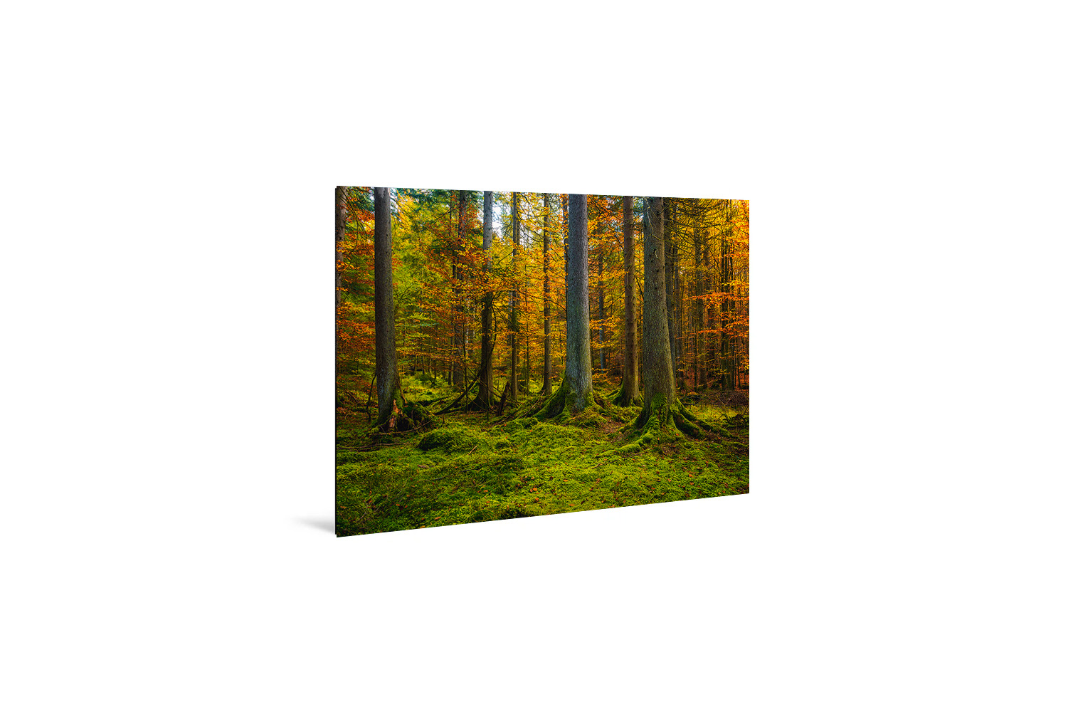 Fichtenwald – Bild 3
