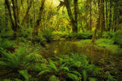 Regenwald 2