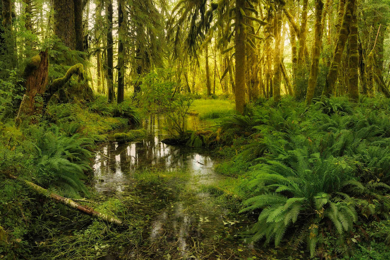 Regenwald 1