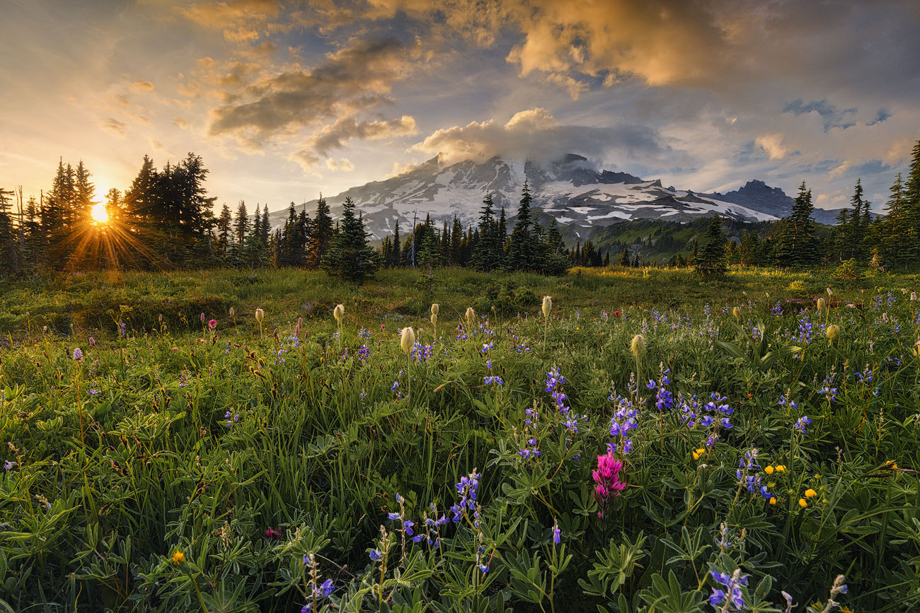 Wildblumenblüte mit Mont Rainier im Hintergrund
