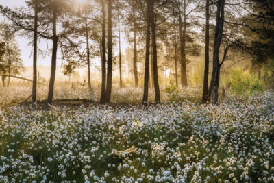 1_Wollgrasblüte im Moor