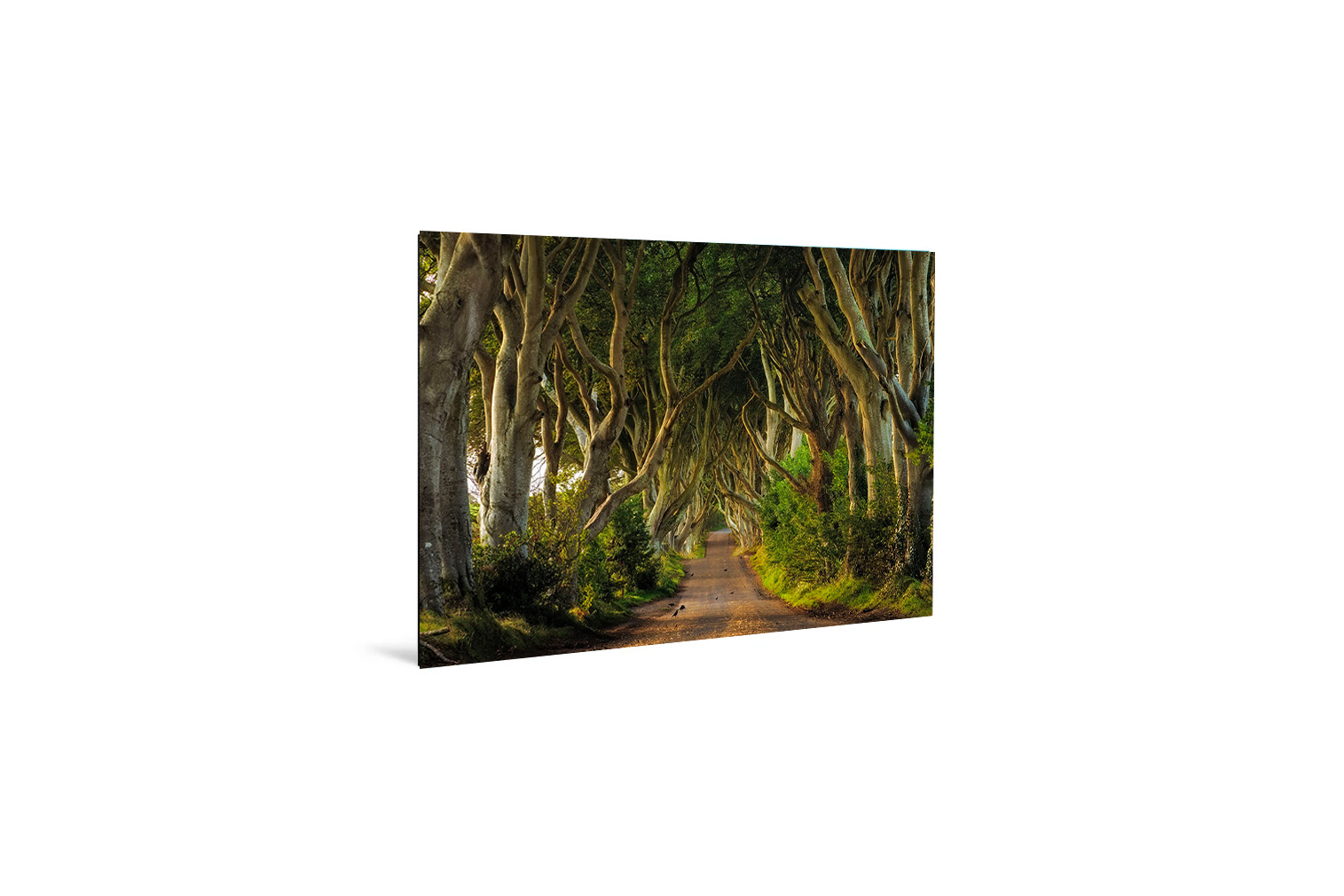 The Dark Hedges – Bild 2