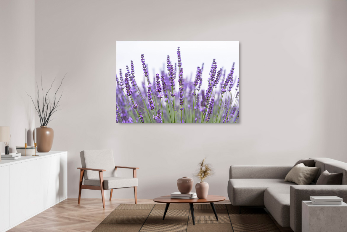 Lavendel – Bild 2