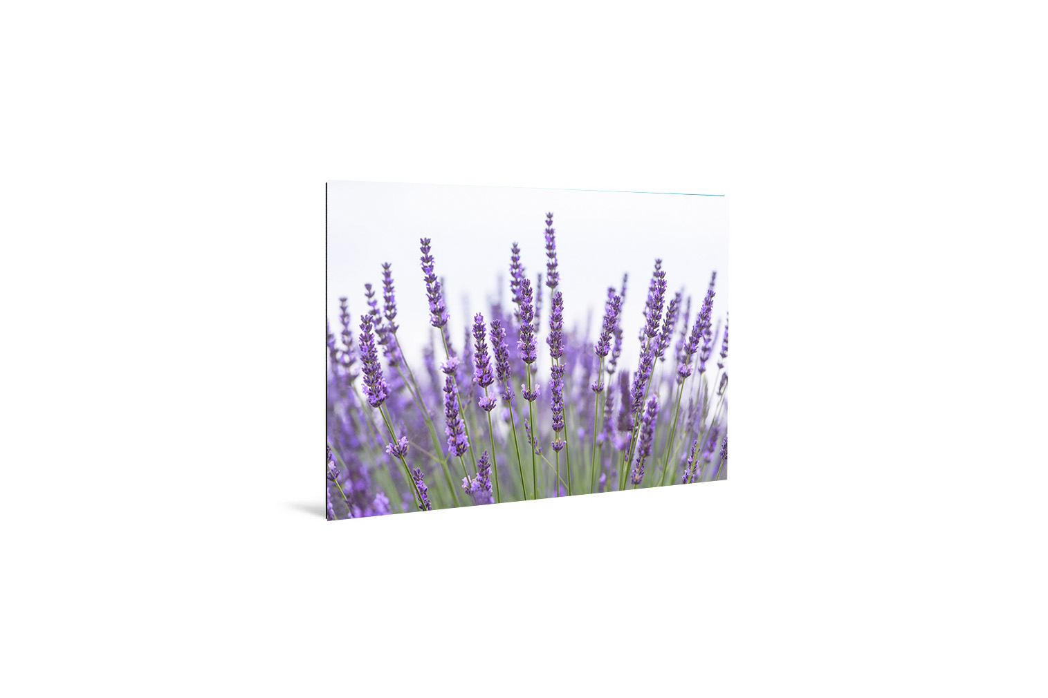 Lavendel – Bild 3