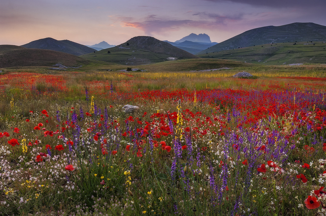 Poppies and Wildflowers