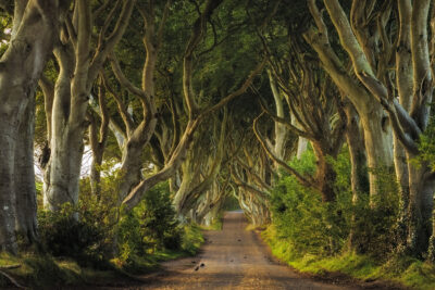 The Dark Hedges