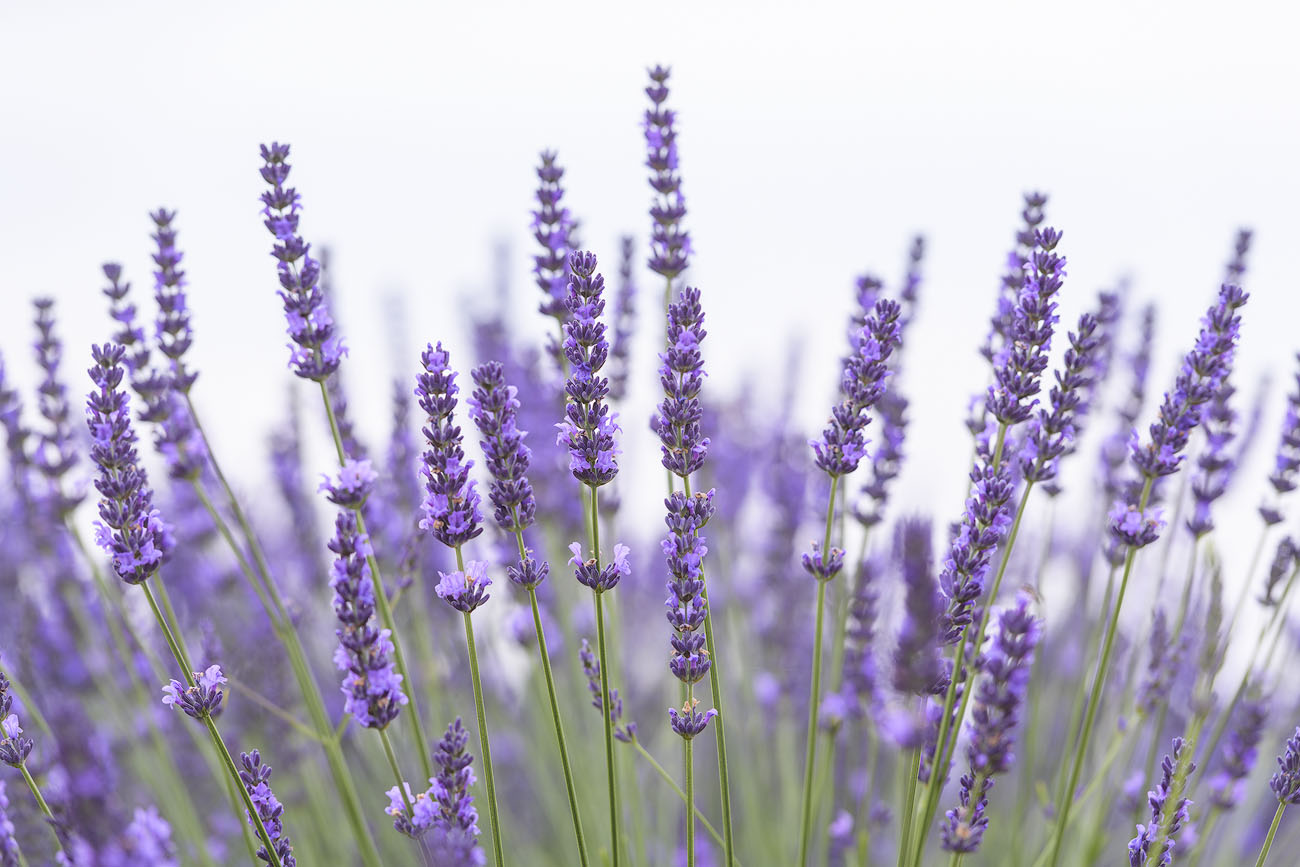 Lavendel