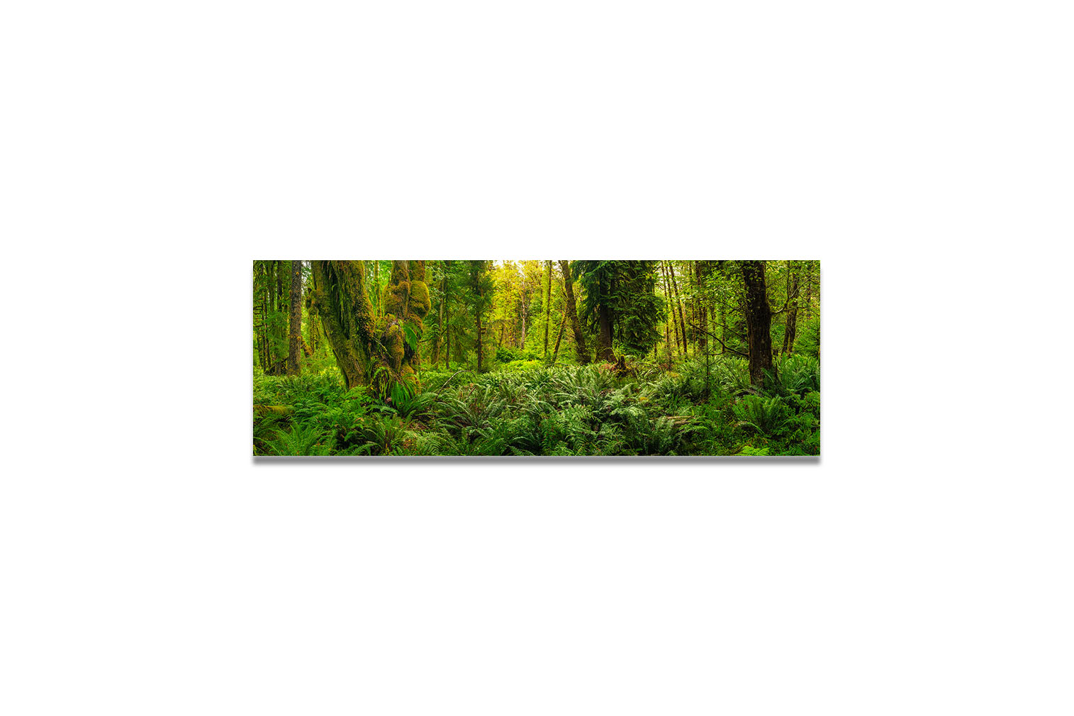 Quinault Rainforest 1 – Bild 3