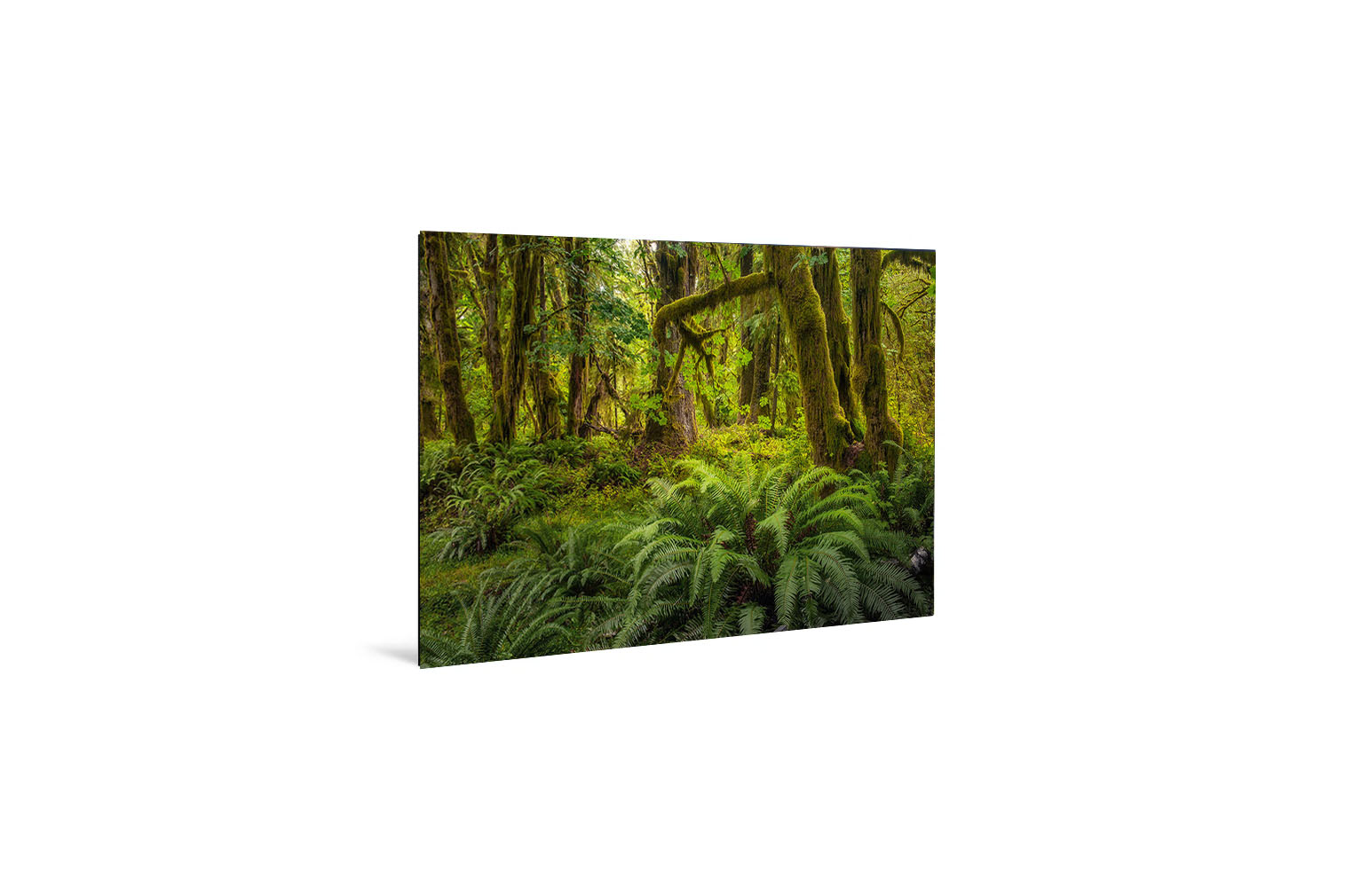 Quinault Rainforest 2 – Bild 3