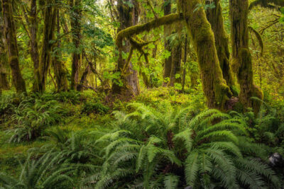 Quinault Rainforest 2