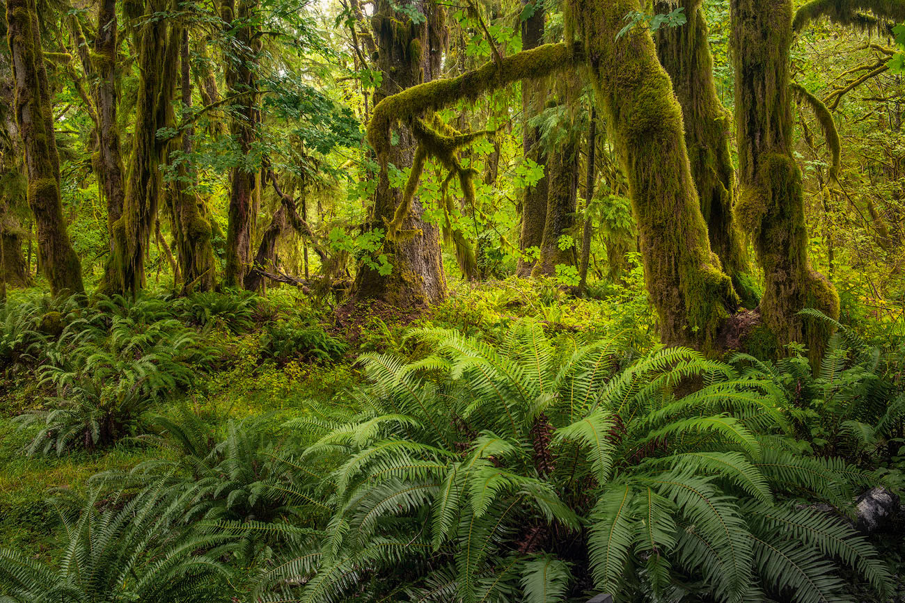 Quinault Rainforest 2
