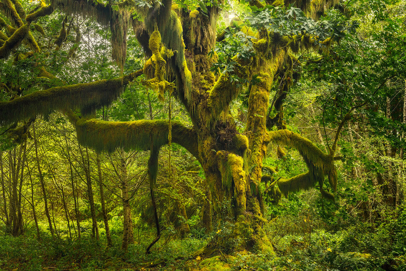 Quinault Rainforest 5