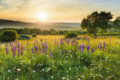 Wildblumenwiese bei Sonnenuntergang