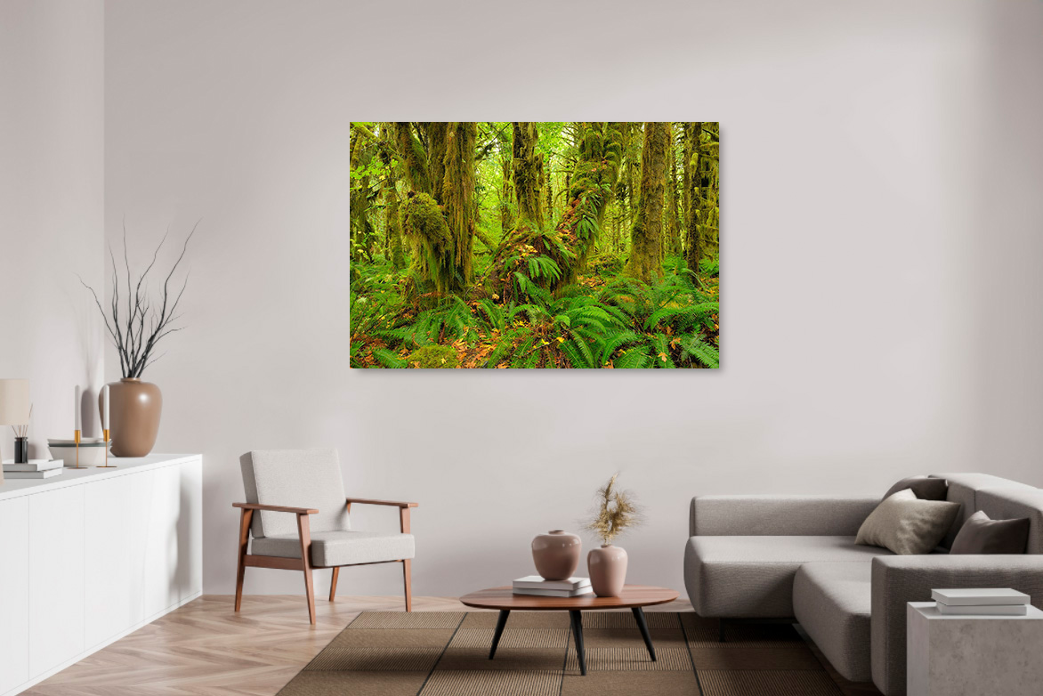 Quinault Rainforest 8 – Bild 2