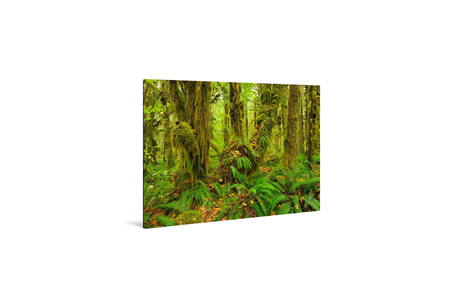 Quinault Rainforest 8 – Bild 3
