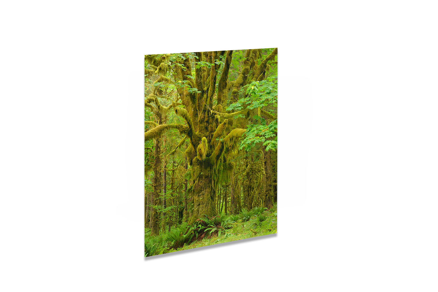 USA Quinault Rainforest 10 – Bild 3