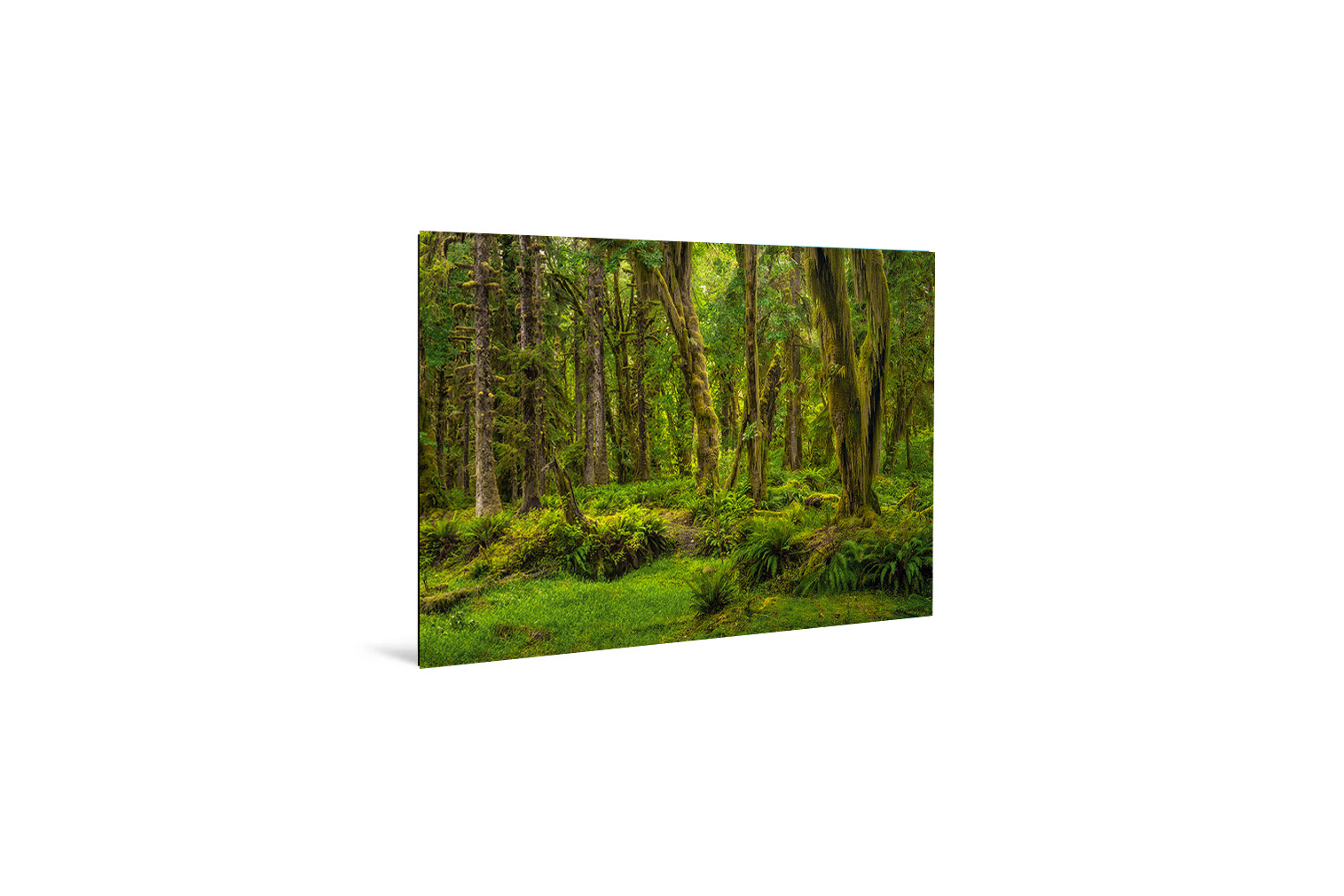 Quinault Rainforest 7 – Bild 3