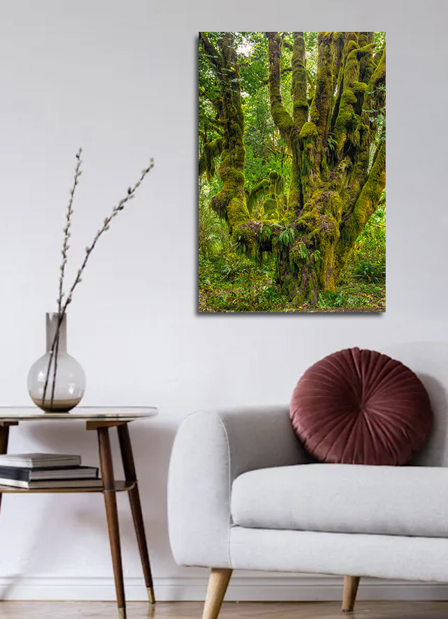 USA Quinault Rainforest 11 – Bild 2