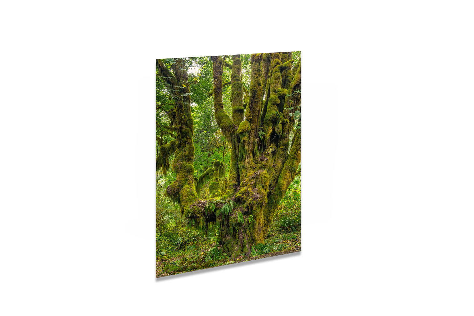 USA Quinault Rainforest 11 – Bild 3