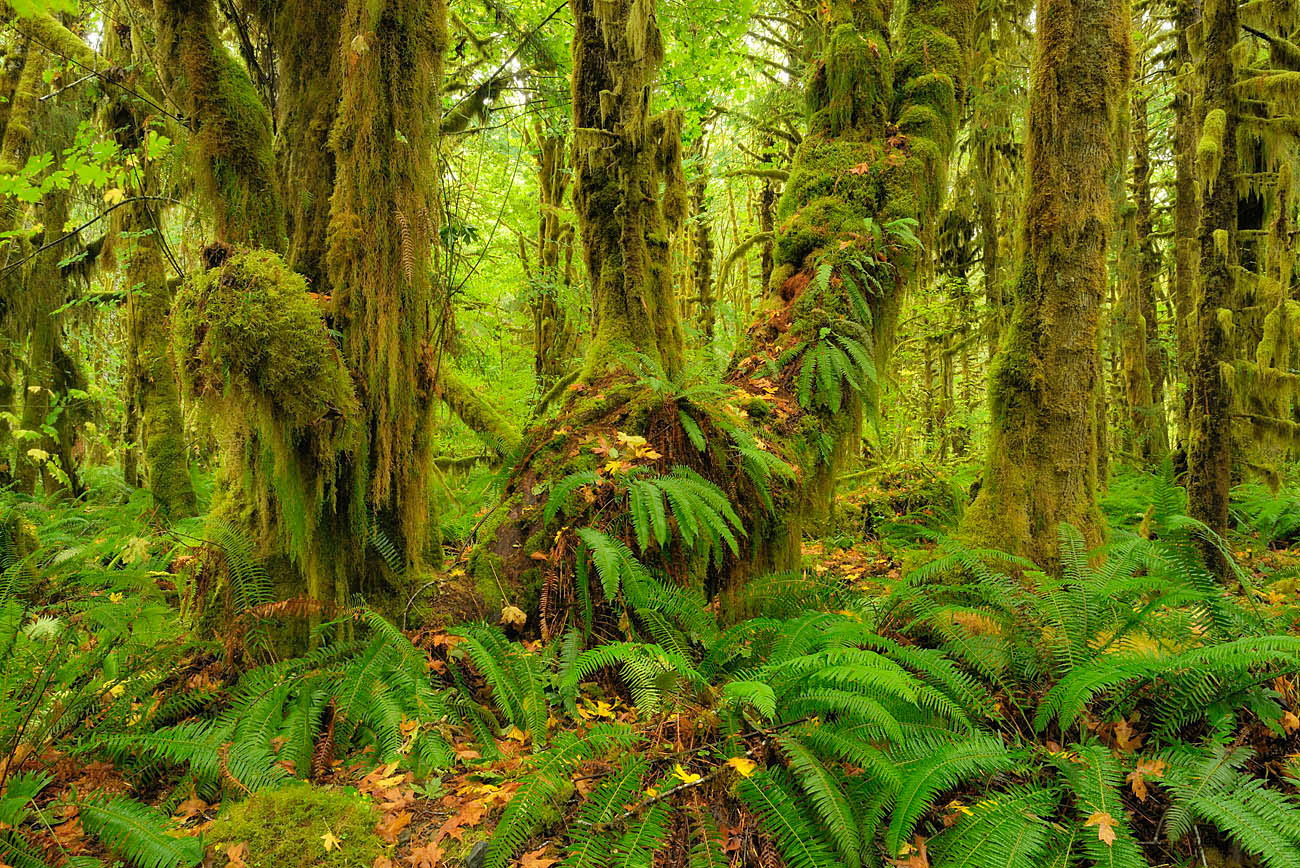 Quinault Rainforest 8
