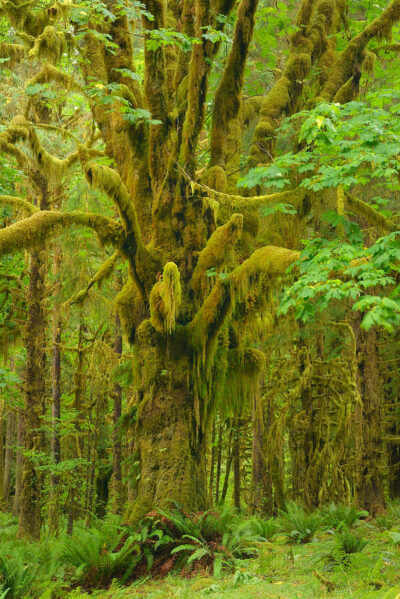 USA Quinault Rainforest 10