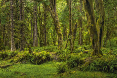 Quinault Rainforest 7