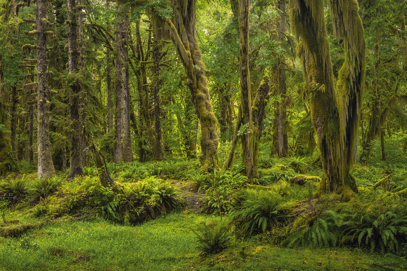 Quinault Rainforest 7