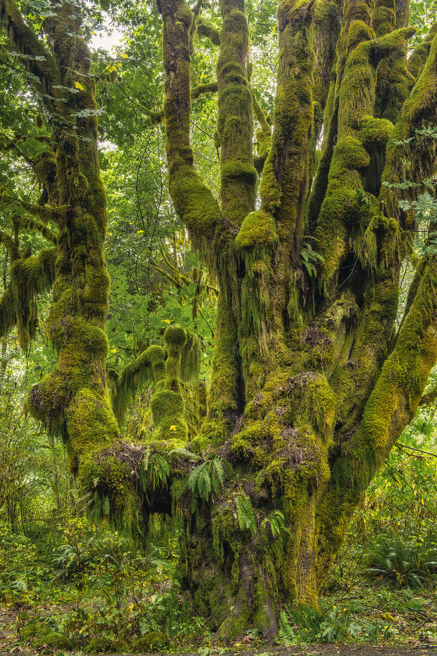 USA Quinault Rainforest 11