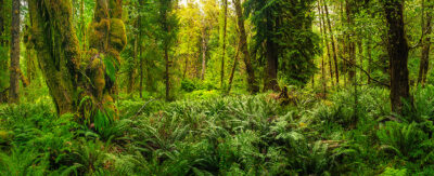 Quinault Rainforest 1