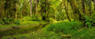 Quinault Rainforest